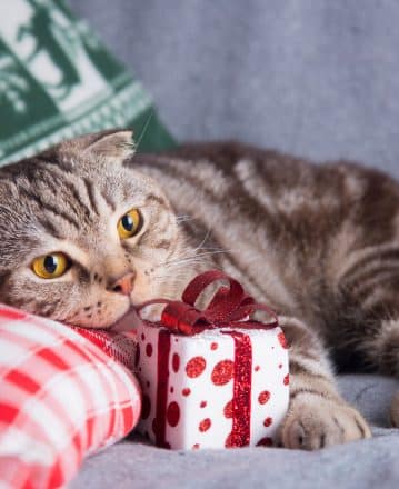 Quel cadeau de Noël offrir à son chat ?